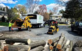 Seasonal Cleanup (Spring/Fall) in Ash Flat, AR