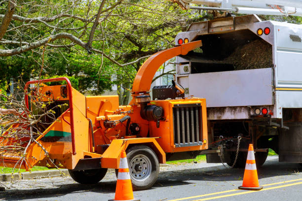 How Our Tree Care Process Works  in  Ash Flat, AR