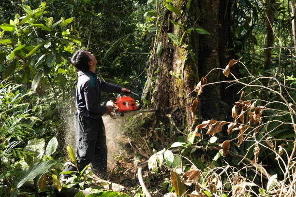 Tree and Shrub Care in Ash Flat, AR