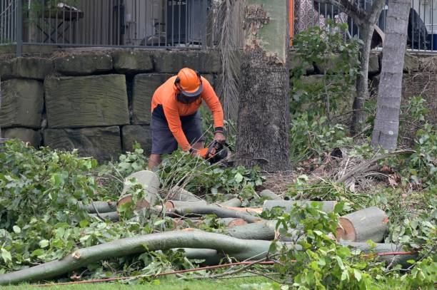 Professional Tree Care  in Ash Flat, AR